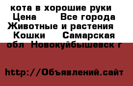 кота в хорошие руки › Цена ­ 0 - Все города Животные и растения » Кошки   . Самарская обл.,Новокуйбышевск г.